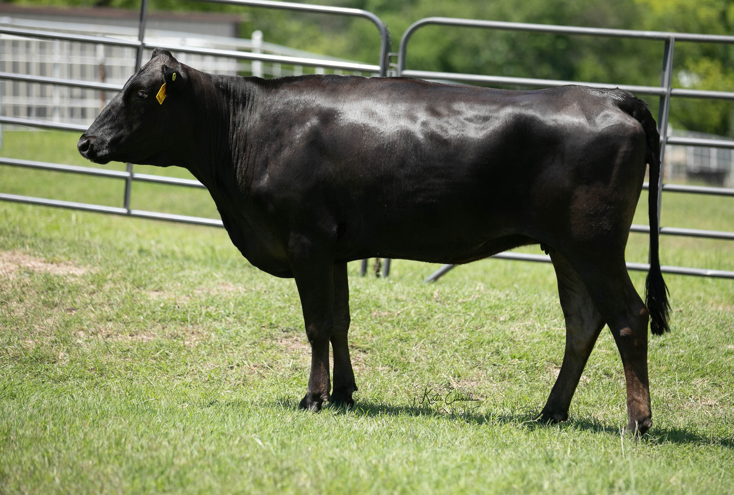 “Ola” BAR R D61 (PB29959) | Branson Wagyu