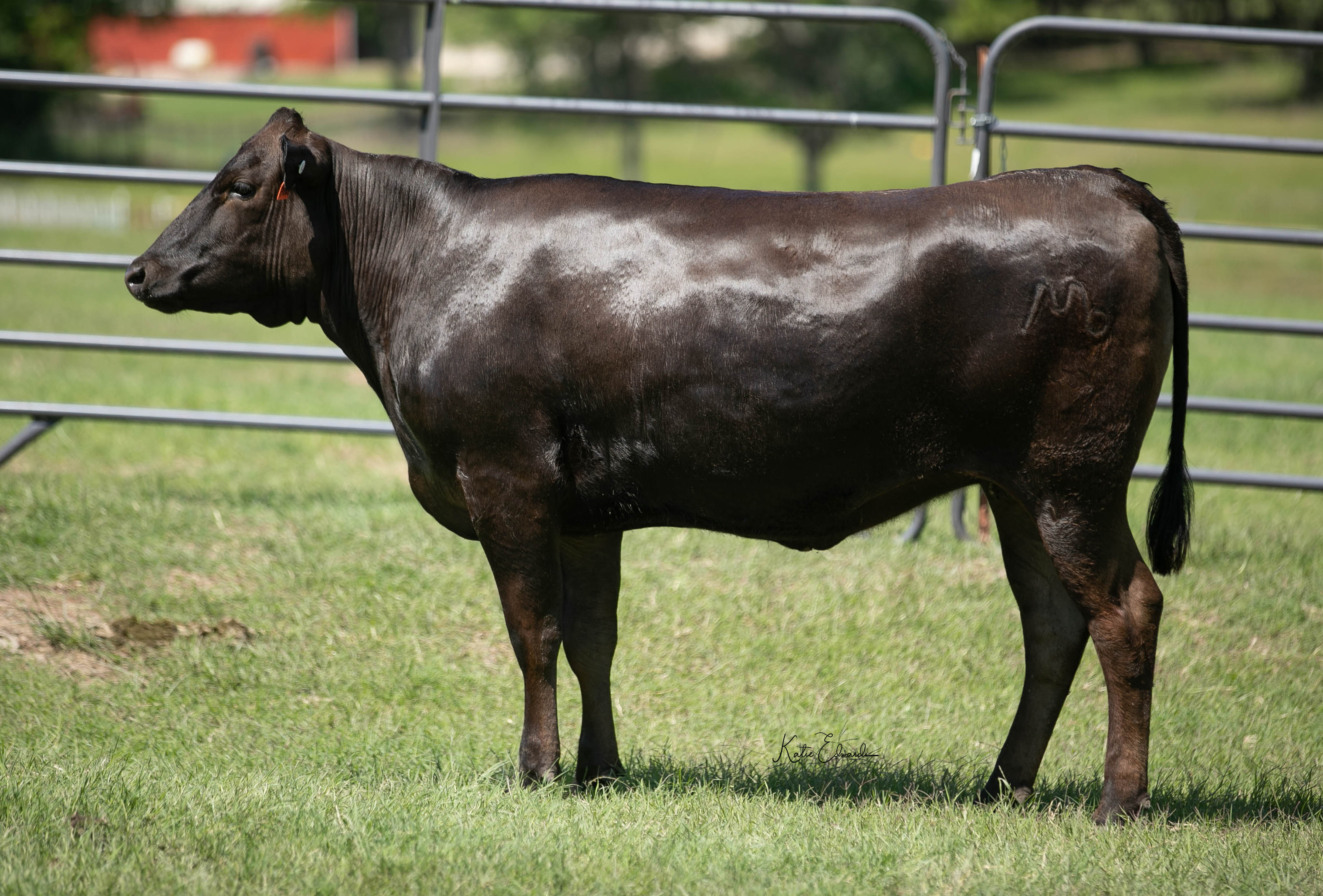 “Polly” M6 MS ARIMURA 774E AI (PB33402) | Branson Wagyu