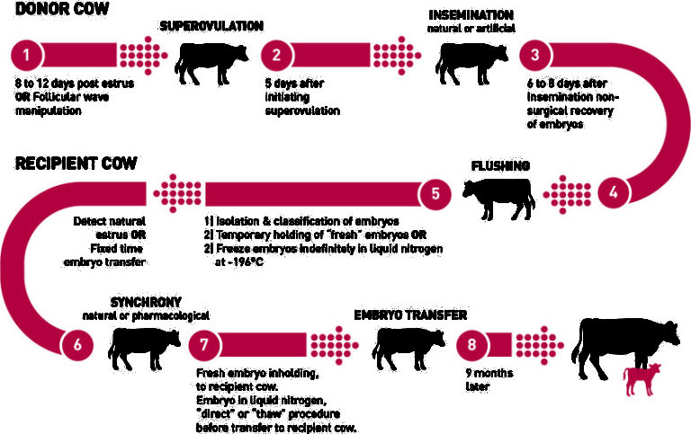 EMBRYOS | Branson Wagyu